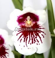 фото Мильтония (Miltonia) milt-07 от магазина магазина орхидей Ангелок