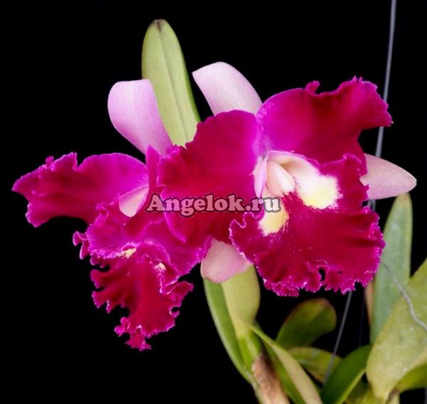 фото Каттлея (Rlc.Sngob Delight) от магазина магазина орхидей Ангелок