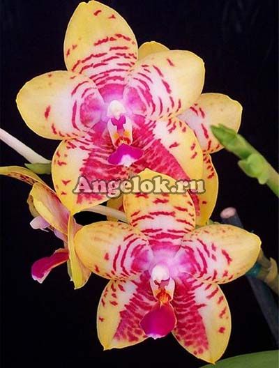 фото Фаленопсис (Phalaenopsis Orchid World "Bonnie Vasquiz") от магазина магазина орхидей Ангелок