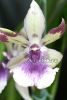 фото Зигопеталум (Zygopetalum Rhein Blue Angel) от магазина магазина орхидей Ангелок