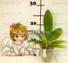 Фаленопсис (Phalaenopsis Tying Shin Phoenix’Yaphon”) Тайвань