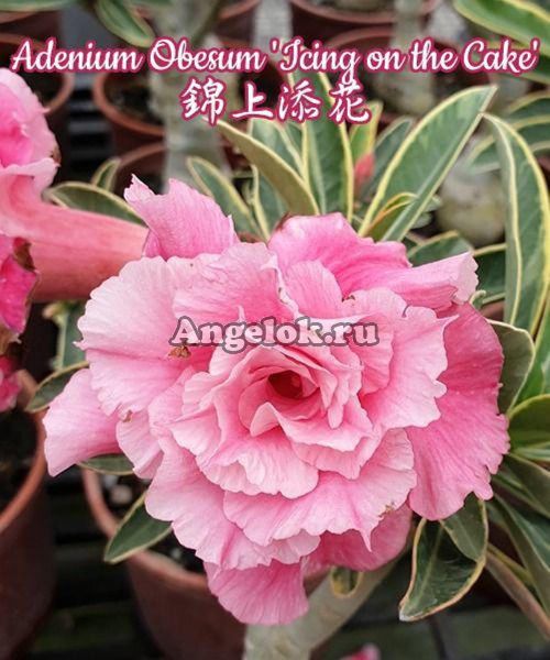 фото Адениум (Adenium obesum Icing on the Cake) от магазина магазина орхидей Ангелок