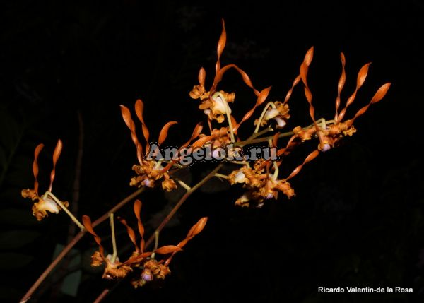 фото Дендробиум Тангеринум (Den.tangerinum) Тайвань от магазина магазина орхидей Ангелок