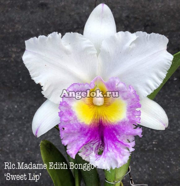 фото Каттлея (Rlc.Madame Edith Bonggo 'Sweet Lip') от магазина магазина орхидей Ангелок