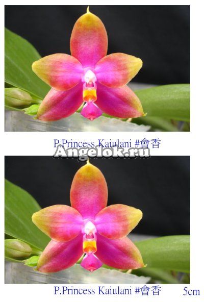 фото Фаленопсис (P. Princess kaiulani) Тайвань от магазина магазина орхидей Ангелок
