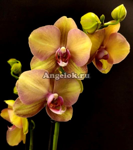 фото Фаленопсис Радуга (Phalaenopsis Rainbow) от магазина магазина орхидей Ангелок