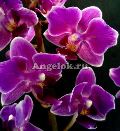 фото Фаленопсис бабочка (Phalaenopsis Little Pinky) пелорик от магазина магазина орхидей Ангелок
