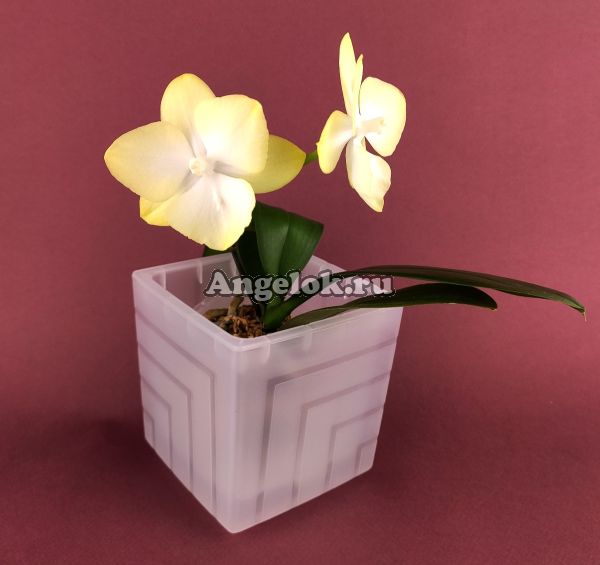 фото Горшок для орхидей квадратный прозрачный 1,2 л от магазина магазина орхидей Ангелок