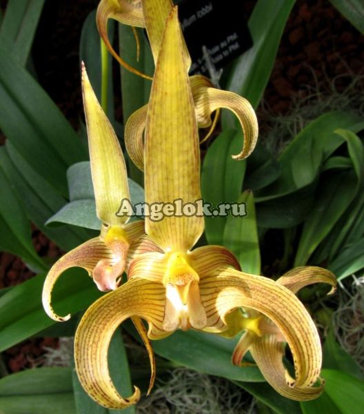 фото Бульбофиллум Лобба (Bulbophyllum lobbii) от магазина магазина орхидей Ангелок