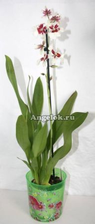 фото Камбрия (Miltonidium Bartley White) от магазина магазина орхидей Ангелок