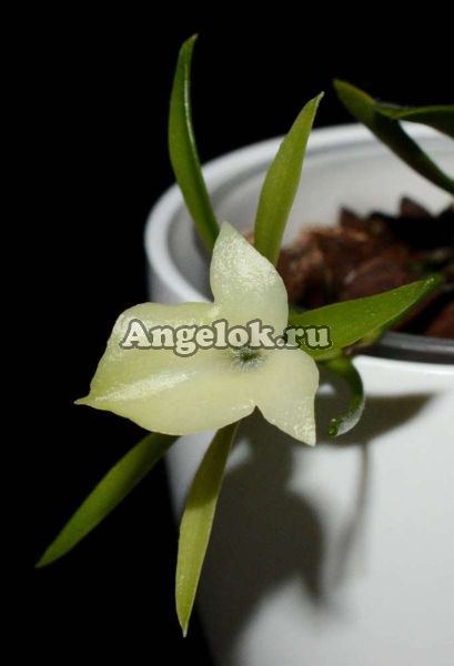 фото Амбрелла длиннотрубная (Ambrella longituba) от магазина магазина орхидей Ангелок