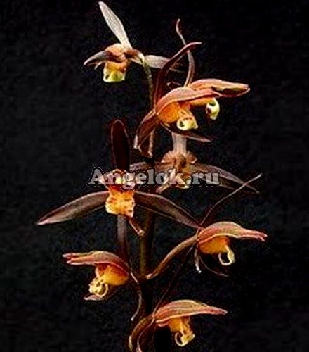 фото Цимбидиум (Cym.sinense'Golden Da Mo') Тайвань от магазина магазина орхидей Ангелок
