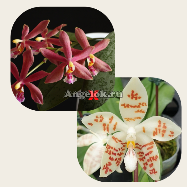 фото Фаленопсис гибрид детка (Phal. Bronze Maiden х Phal. zebrina)  от магазина магазина орхидей Ангелок