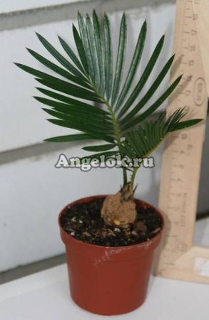 фото Цикас отогнутый (Cycas revoluta) 01 от магазина магазина орхидей Ангелок