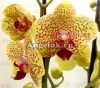 фото Фаленопсис Причудливые Веснушки (Phalaenopsis Fancy Freckles) от магазина магазина орхидей Ангелок