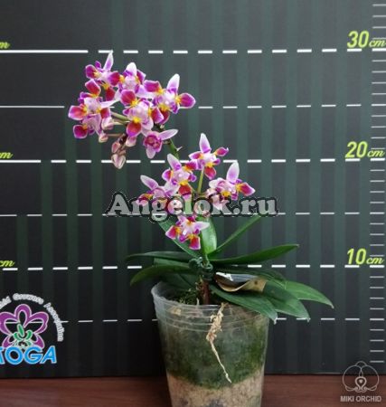 фото Фаленопсис эквестрис пелорик (Phalaenopsis equestris '996' (peloric - 3 lips)) Тайвань от магазина магазина орхидей Ангелок