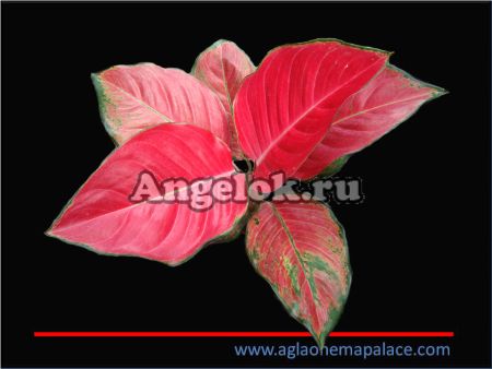 фото Аглаонема (Aglaonema Roui tung pee) от магазина магазина орхидей Ангелок