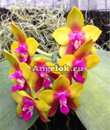 фото Фаленопсис (Phalaenopsis Dragon Tree Eagle “DT168”) от магазина магазина орхидей Ангелок