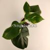 Филодендрон вариегатный (Philodendron White Knight)
