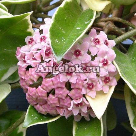 фото Хойя карноза (Hoya carnosa Krimson Queen) черенок от магазина магазина орхидей Ангелок