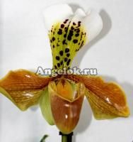 фото Пафиопедилум (Paphiopedilum) p-03 от магазина магазина орхидей Ангелок