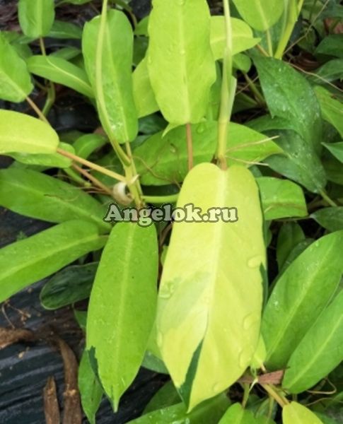 фото Филодендрон (Philodendron Lemon Lime) от магазина магазина орхидей Ангелок
