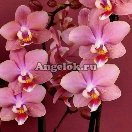 фото Фаленопсис Парфюмерная фабрика (Phalaenopsis Odorion) от магазина магазина орхидей Ангелок