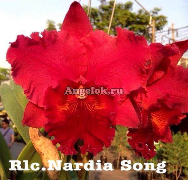 фото Каттлея (Rlc.Nardia Song) от магазина магазина орхидей Ангелок