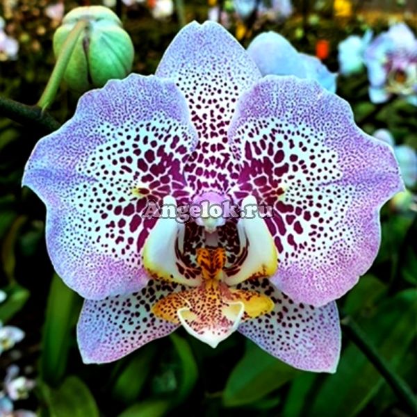 фото Фаленопсис бабочка (Phalaenopsis Sogo Diamond 'HLW') от магазина магазина орхидей Ангелок