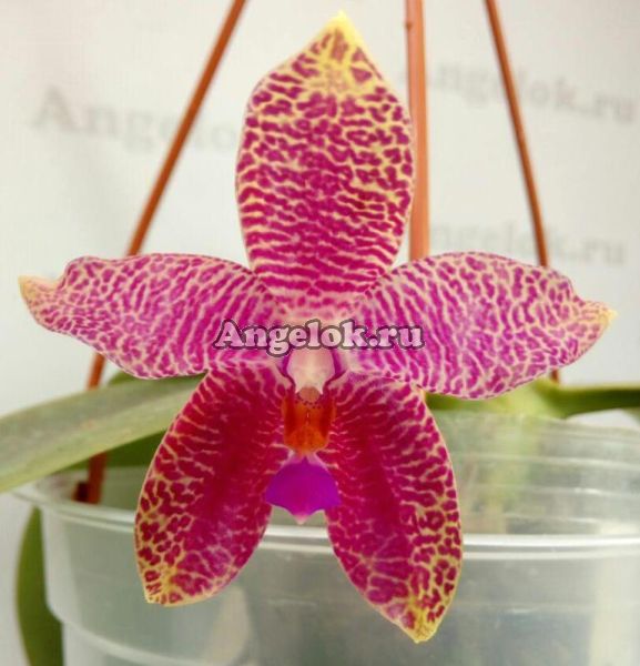 фото Фаленопсис Гигабелла (P.Gigabell × sib) Тайвань от магазина магазина орхидей Ангелок