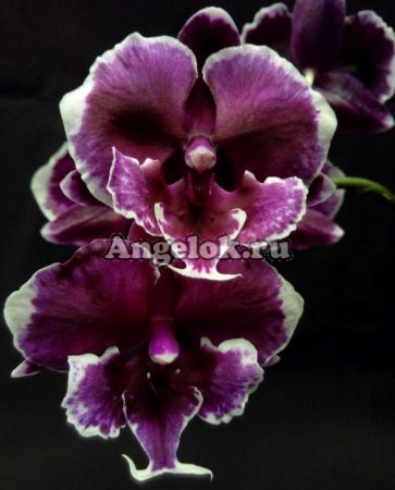 фото Фаленопсис Биг Лип (Phalaenopsis Younghome Pearl) Тайвань от магазина магазина орхидей Ангелок