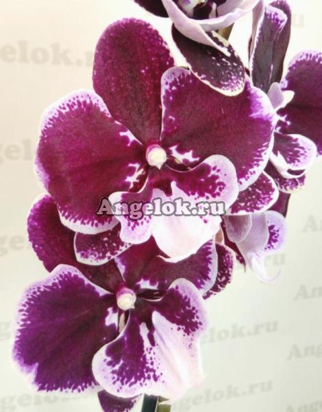 фото Фаленопсис Биг Лип от магазина магазина орхидей Ангелок