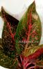 фото Аглаонема (Aglaonema Ratana Gosin) от магазина магазина орхидей Ангелок