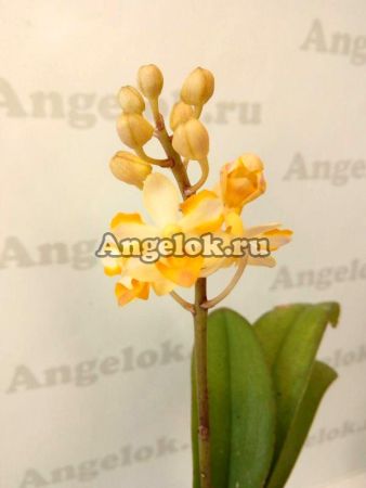 фото Вандопсис (Vdnps. Pulcherrimin) Тайвань от магазина магазина орхидей Ангелок