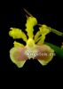фото Онцидиум (Oncidium Pupukea Sunset) от магазина магазина орхидей Ангелок