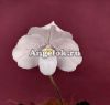 Пафиопедилум снежный (Paphiopedilum niveum)