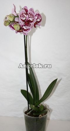 фото Фаленопсис (Phalaenopsis ) ph-35_3 от магазина магазина орхидей Ангелок