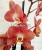 фото Фаленопсис Горизонт (Phalaenopsis Horizion) от магазина магазина орхидей Ангелок