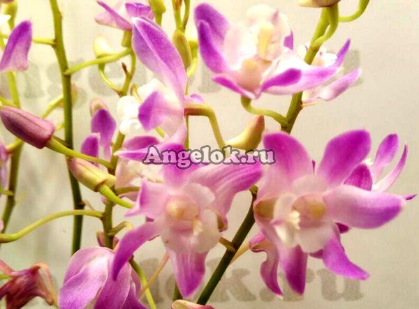 фото Дендробиум Кинга (Dendrobium kingianum) от магазина магазина орхидей Ангелок