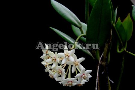 фото Хойя аустралис (Hoya Australis vari) от магазина магазина орхидей Ангелок
