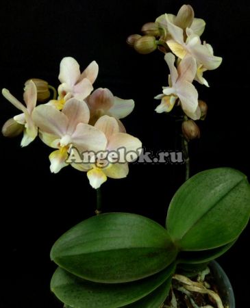 фото Фаленопсис Парфюмерная фабрика (Phalaenopsis Scention) от магазина магазина орхидей Ангелок