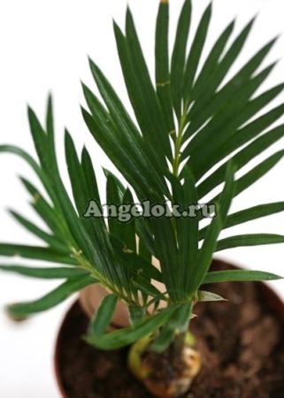 фото Цикас отогнутый (Cycas revoluta) 01 от магазина магазина орхидей Ангелок