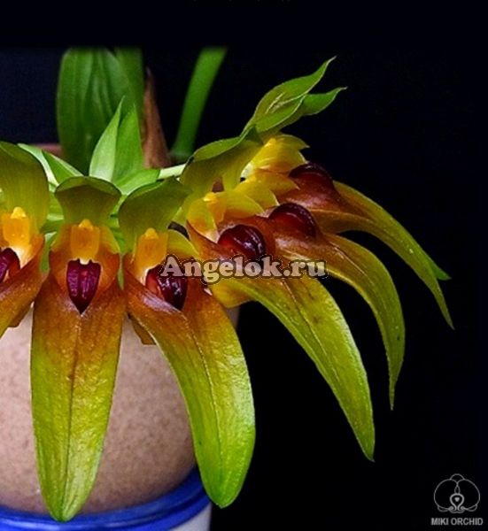 фото Бульбофиллум пахучий (Bulb. graveolens) от магазина магазина орхидей Ангелок