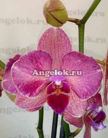 фото Фаленопсис (Phalaenopsis ) ph-85 от магазина магазина орхидей Ангелок