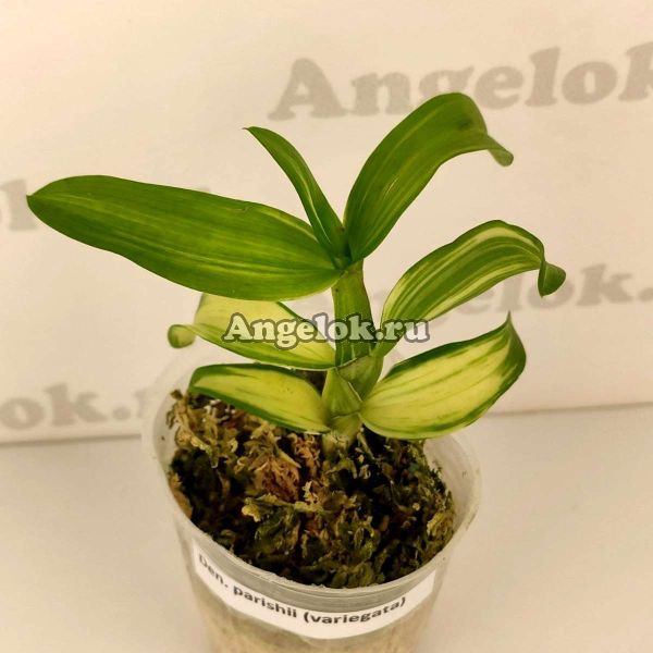 фото Дендробиум Париши пестролистный (Dendrobium parishii variation of leaf) Тайвань от магазина магазина орхидей Ангелок