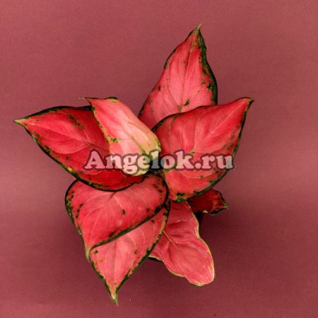 фото Аглаонема (Aglaonema Sooksom Jaipong) от магазина магазина орхидей Ангелок