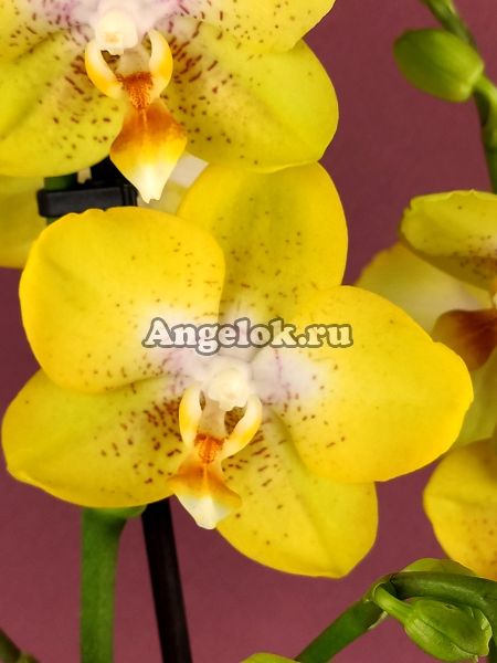 фото Фаленопсис желтый (Phalaenopsis Yellowcup) от магазина магазина орхидей Ангелок