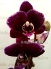 фото Фаленопсис (Phalaenopsis Black Jack) черный от магазина магазина орхидей Ангелок