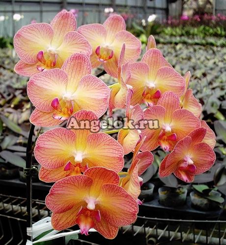 фото Фаленопсис (Dtps.Chialin Rainbon) Тайвань от магазина магазина орхидей Ангелок