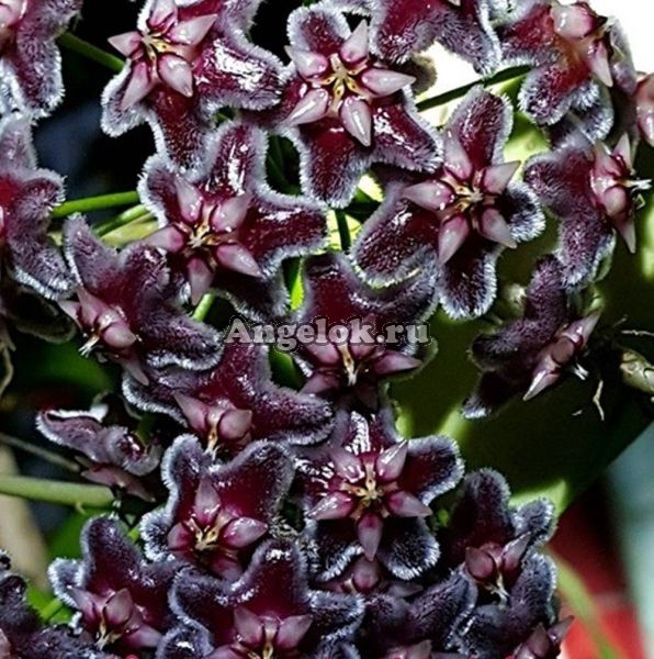 фото Хойя пубикаликс (Hoya pubicalix Black Dragon) черенок от магазина магазина орхидей Ангелок